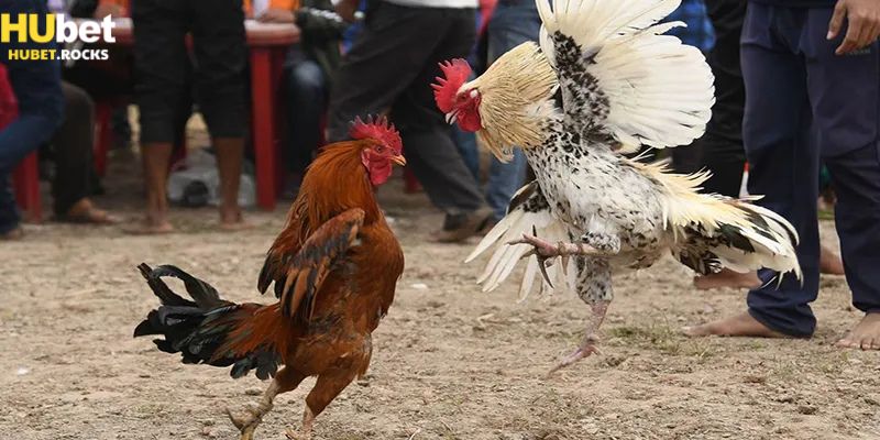 Đá gà Cam siêu cuốn hút đối với bet thủ tại Hubet
