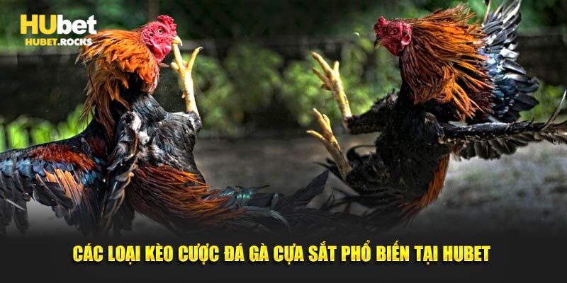 Các loại kèo cược đá gà cựa sắt phổ biến tại Hubet 
