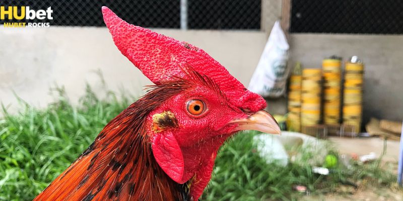 Trần kê tại đá gà Cam được tôn sùng vì chiến tích