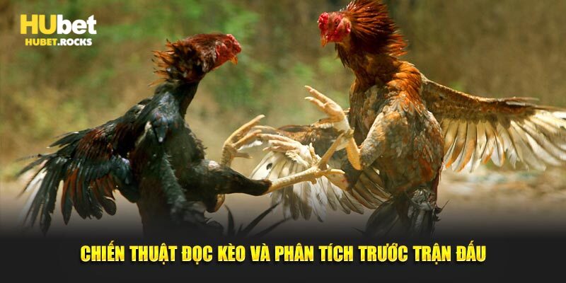 Chiến thuật đọc kèo và phân tích trước trận đá gà cựa sắt