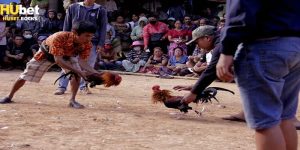 Đá gà cam tại Hubet