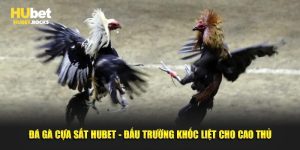 Đá gà cựa sắt Hubet