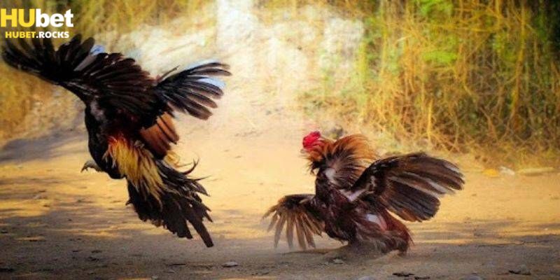 Kinh nghiệm tham gia gà đá trực tiếp Thomo hiệu quả