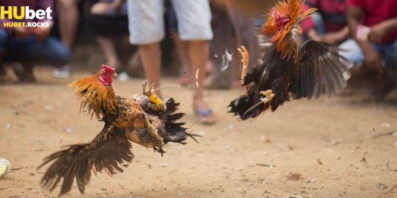 Khám phá chi tiết về luật chơi gà đá trực tiếp Thomo