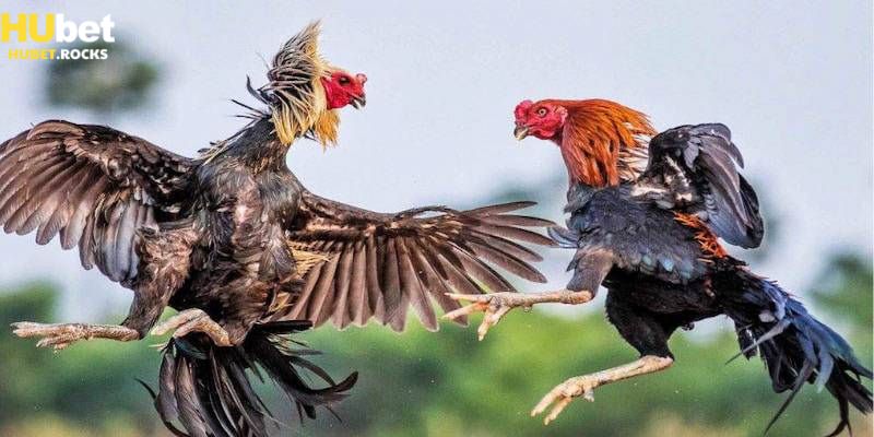 Đá gà trực tiếp Thomo xem thần kê nào thắng hay thua