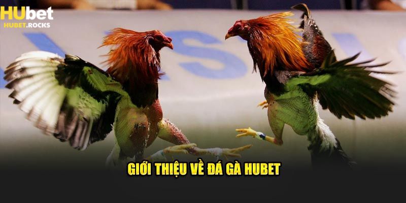 Những thông tin chung về đá gà HUBET
