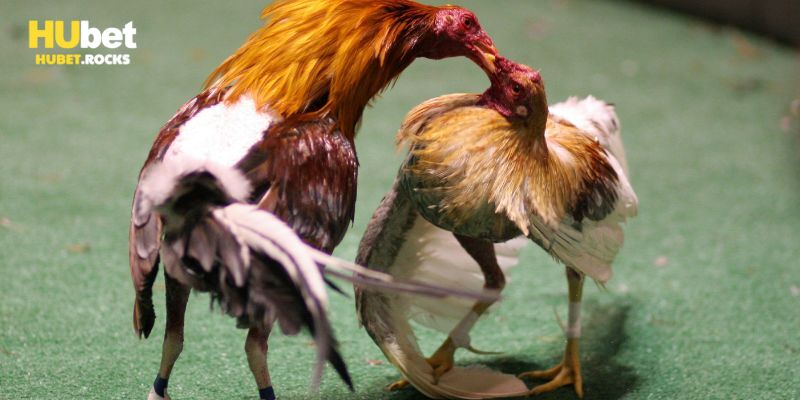 Khám phá luật chơi của đá gà cựa dao