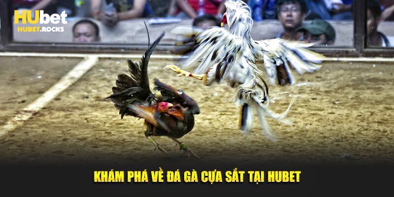 Khám phá về đá gà cựa sắt tại Hubet