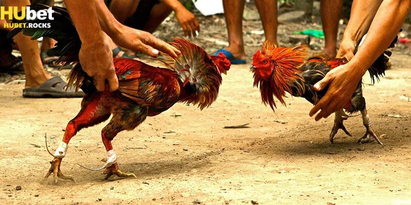 Nắm chắc các mẹo để thắng cược khi chơi đá gà Cam