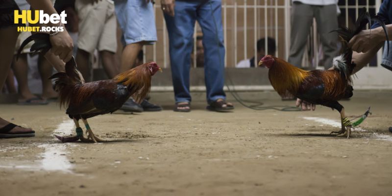 Những điểm nổi bật khi theo dõi đá gà cựa dao trực tiếp