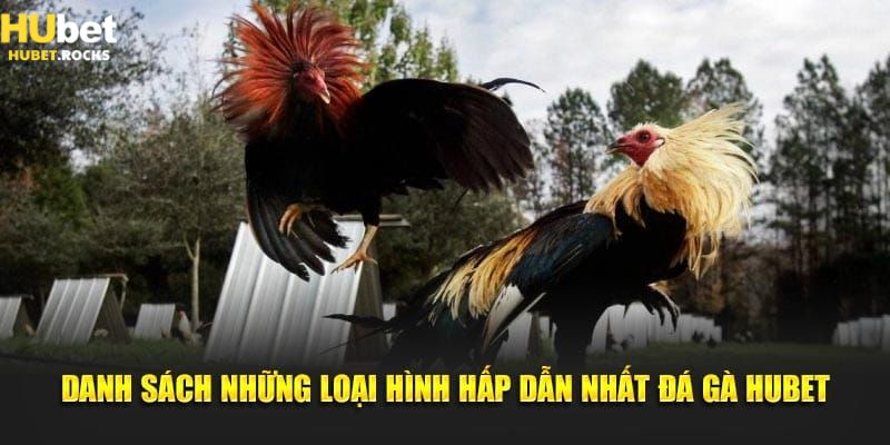 Thử sức cùng đá gà HUBET cựa tròn siêu hấp dẫn